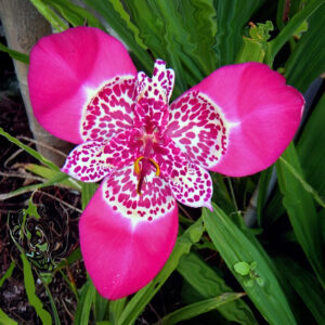 Tigridia Pavonia Lilacea