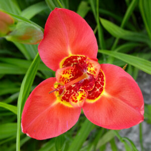 Tigridia Pavonia Speciosa